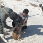 ۲۷ هزار قلاده سگ برای بیماری هاری در مازندران واکسیناسیون شد