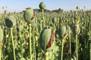 ۳ مزرعه کشت خشخاش در حمیدیه امحا شد