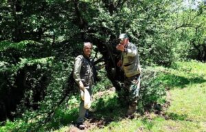 آغاز طرح شناسنامه‌دار کردن پلنگ ایرانی در جنگل‌های هیرکانی گیلان 