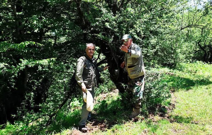 آغاز طرح شناسنامه‌دار کردن پلنگ ایرانی در جنگل‌های هیرکانی گیلان 