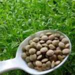 آغاز کشت عدس در شهرستان ورزقان