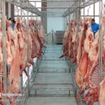 اجرای طرح نظارت بهداشتی بر دام ذبح شده در عید قربان