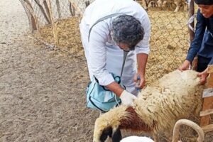 اجرای طرح واکسیناسیون میش های غیرآبستن بر علیه بیماری تب مالت در البرز