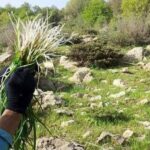 برداشت سالانه ۱۰۷۵ تن گیاهان دارویی از مزارع استان قزوین