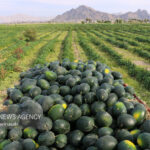 برداشت هندوانه در بخش رودخانه هرمزگان آغاز شد