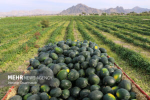 برداشت هندوانه در بخش رودخانه هرمزگان آغاز شد