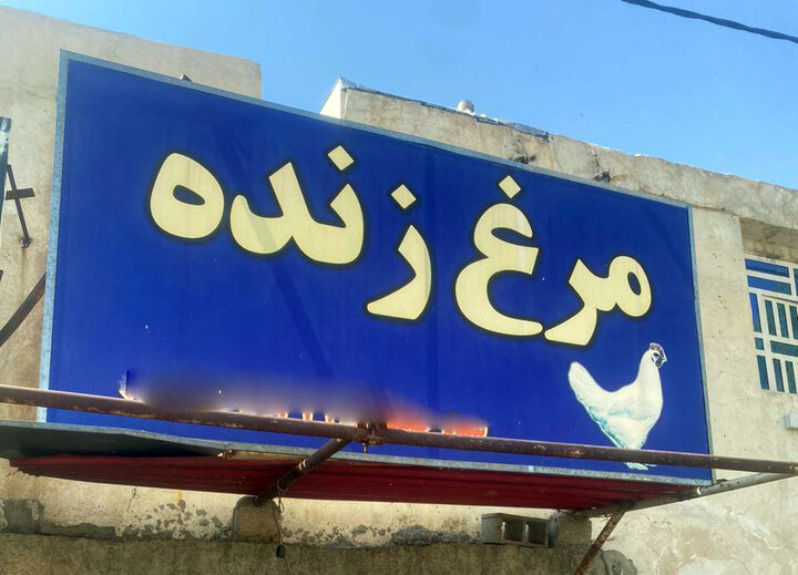 تعطیلی و پلمب انبارهای غیرمجاز مرغ زنده در کرمانشاه