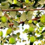 توسعه باغات کنار در خرمشهر آغاز شد