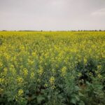 تولید بیش از ۳۲۰ تن کلزا در دلگان