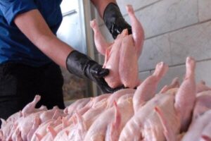 ثبات قیمت مرغ در بازار تهران/تولید جوجه یک‌روزه افزایش یافت