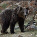 جزئیات هولناک از مرگ مرد چالوسی به علت حمله خرس