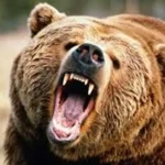 حمله خرس در مرزن‌آباد یک کشته برجا گذاشت