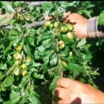 خسارت سنگین تگرگ به باغات شبستر