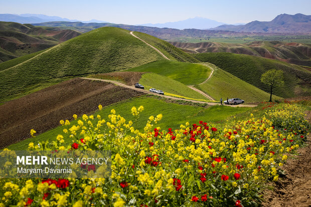 خیز مازندران برای خودکفایی در تولید روغن؛ حال مزارع کلزا خوش است