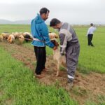 رئیس دامپزشکی کرمانشاه: اردوی جهادی دامپزشکی در ماهیدشت برگزار شد