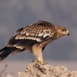 رهاسازی ۳ پرنده شکاری در طبیعت مراغه