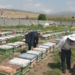 رونق زنبورداری در سوادکوه؛ ۲۳۸ تن عسل تولید شد