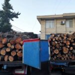 قاچاق چوب در دل هیرکانی با شاسی بلند و قاطر؛ تبر قاچاقچیان تیزتر شد!