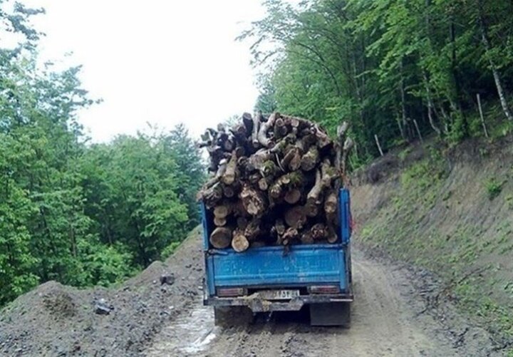قاچاق چوب در دل هیرکانی با شاسی بلند و قاطر؛ تبر قاچاقچیان تیزتر شد!