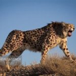 مجسمه «یوزپلنگ» جلوه تازه‌ای به روستای جهانی قلعه بالای شاهرود بخشید