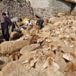 مشارکت عشایر مشگین‌ در آیین پشم چینی دام