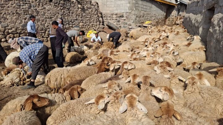 مشارکت عشایر مشگین‌ در آیین پشم چینی دام