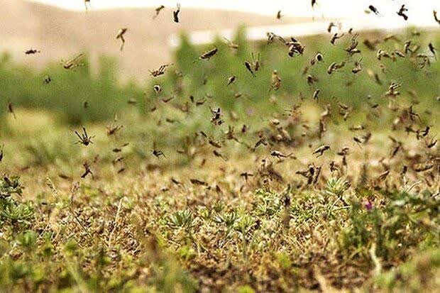 مقابله با ملخ کوهاندار در ۱۸۰ هکتار جنگل‌های آران و بیدگل انجام شد