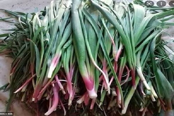 نفس مراتع زاگرس به شماره افتاد؛«بیلهر» و «بن‌سرخ» در معرض نابودی