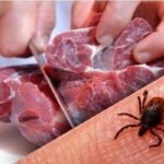 هشدار دامپزشکی اردبیل در مورد شیوع بیماری تب خونریزی دهنده کریمه کنگو