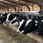 هم‌افزایی دامپزشکی و جهاد کشاورزی البرز برای صیانت از پایداری تولید
