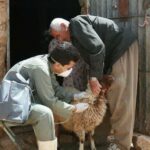 کاهش ۲۸ درصدی بیماری‌های دامی در مازندران