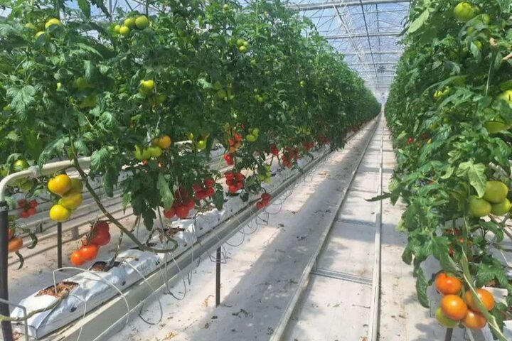 کشتِ آینده؛ گلخانه‌ها چگونه مسیر کشاورزی را تغییر می‌دهند؟