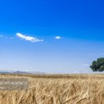 ۱۴ مرکز خرید تضمینی گندم در قزوین فعال می‌شود
