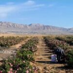 ۲۴ هکتار اراضی استان سمنان تجمیع و یکپارچه سازی شد