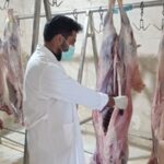 استقرار ۵۱ گروه دامپزشکی برای نظارت بر ذبح دام‌های نذری در مرکزی