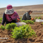 بهره برداری از ۳۳ طرح بخش کشاورزی در البرز