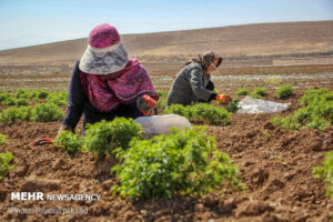 بهره برداری از ۳۳ طرح بخش کشاورزی در البرز