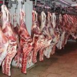 بیش از ۲۰۰ کیلوگرم گوشت غیرمجاز در کرمانشاه معدوم شد