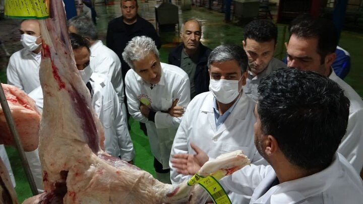 بیش از ۶۴ هزار راس دام زنده زیر نظر سازمان دامپزشکی ذبح شد