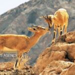 تشدید برخورد با شکار و فروش نوزادان حیات وحش در خراسان جنوبی