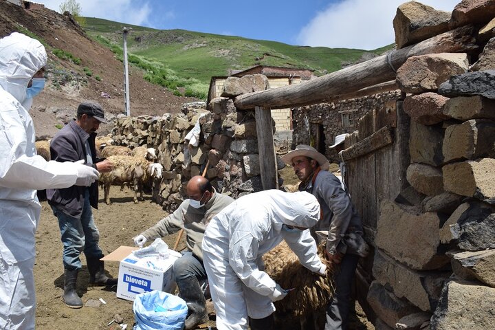 تلفات چند راس دام مشکوک به هاری در روستای چراپای اردبیل