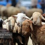 توقیف خودرو حامل ۱۰۶ راس دام قاچاق در تاکستان