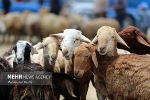 توقیف خودرو حامل ۱۰۶ راس دام قاچاق در تاکستان