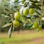 تولید ۵۰ درصد زیتون کشور در زنجان؛ صادرات به روسیه و ارمنستان