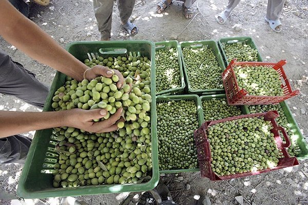 تولید ۵۰ درصد زیتون کشور در زنجان؛ صادرات به روسیه و ارمنستان تولید ۵۰ درصد زیتون کشور در زنجان؛ صادرات به روسیه و ارمنستان
