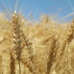 خرید تضمینی گندم در استان قزوین از ۱۷ هزار تن گذشت