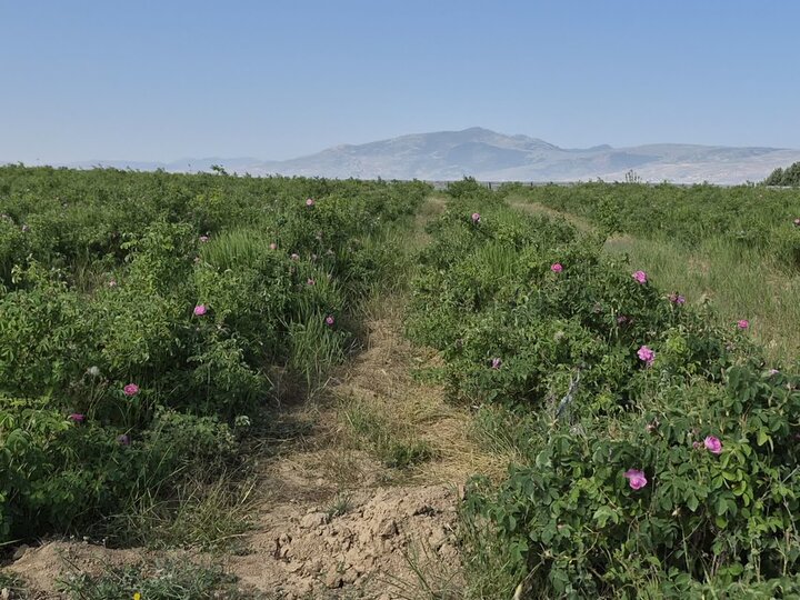 سفر به قدمگاه رهبر شهید؛ روستاگردی از پشرت تا پشتکوه ساری سفر به قدمگاه رهبر شهید؛ روستاگردی از پشرت تا پشتکوه ساری