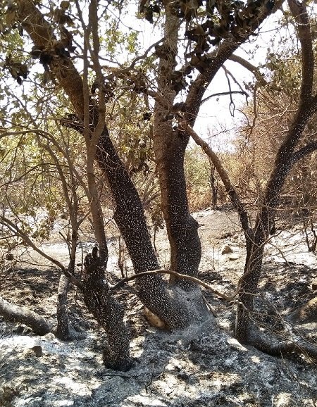 لرستان و معادله پیچیده تابستان؛ حریقهایی که همه منشأ انسانی دارند لرستان و معادله پیچیده تابستان؛ حریقهایی که همه منشأ انسانی دارند