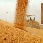کرامتی: خروج گندم از استان زنجان ممنوع است