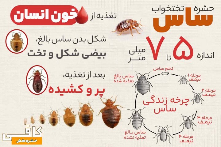 آموزش سمپاشی ساس تختخوابی با سم قوی ساسکش بدون تخلیه منزل آموزش سمپاشی ساس تختخوابی با سم قوی ساسکش بدون تخلیه منزل